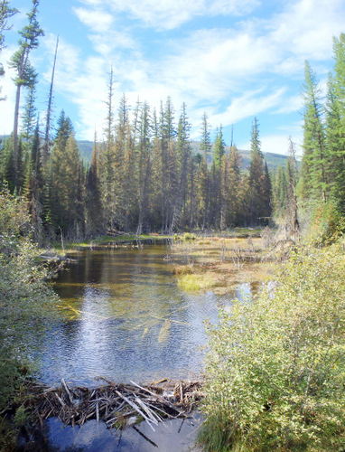 Looking at Woodard Creek up-stream.